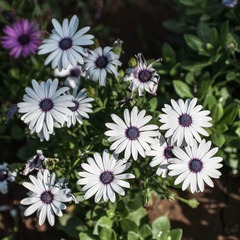 _IGP9856.jpg