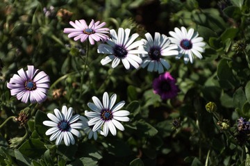 _IGP9863.jpg