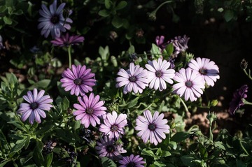 _IGP9866.jpg