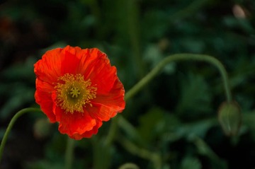_IGP9876.jpg