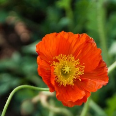 _IGP9879.jpg
