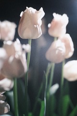 FF3A6C59-76EC-42AD-A97E-625C2AD0A959/L0/001