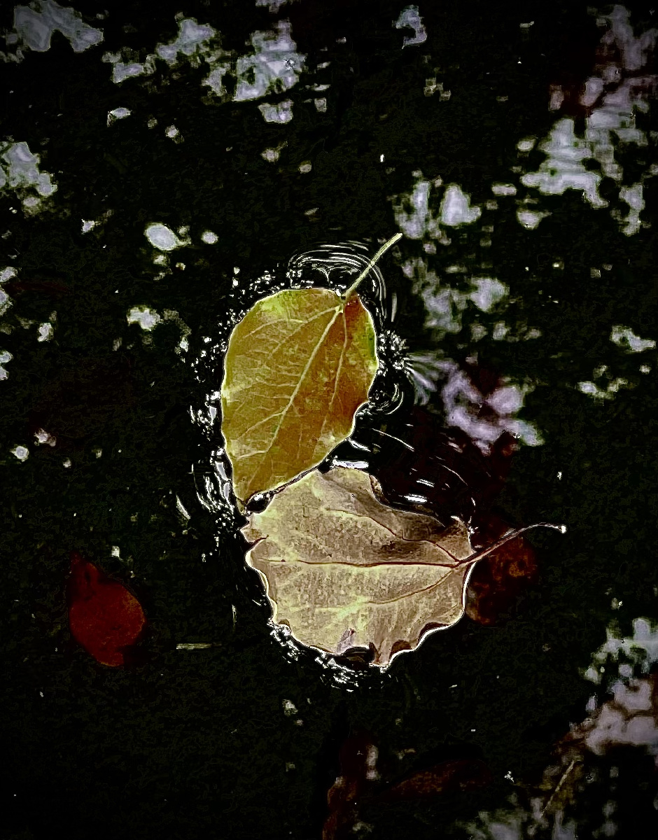 飘飘落叶着水面不动声色暗润颜