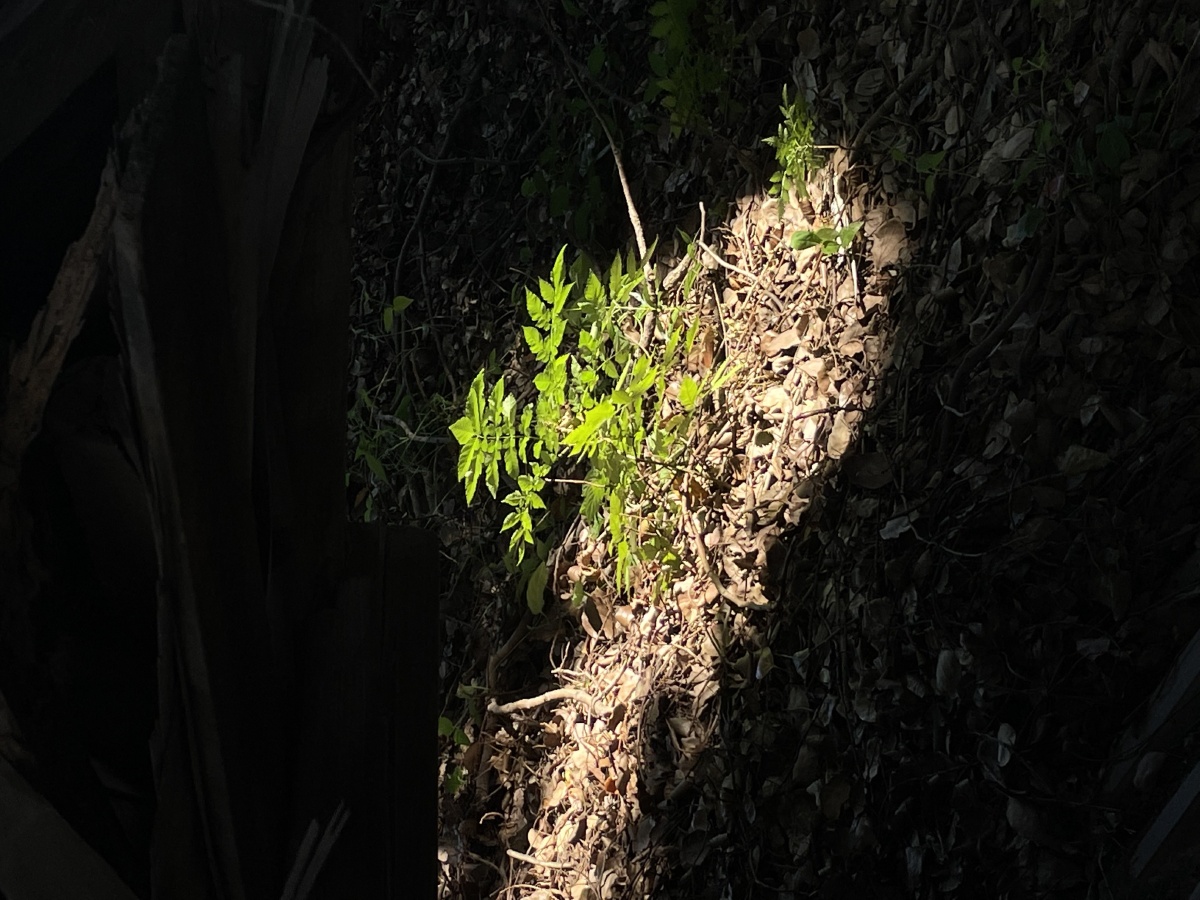 万物皆有裂缝那是光照进来的地方