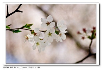 IMGP1212.jpg