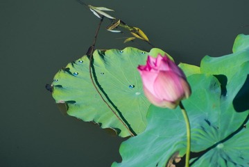 IMGP5569.jpg
