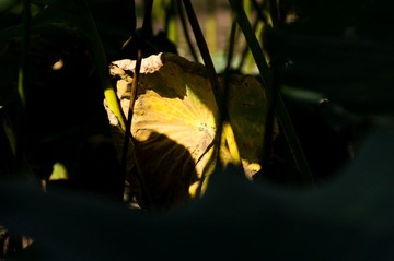 IMGP5612.jpg