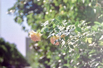 50F2A020-23E8-44BA-9C50-E45B0F95636C/L0/001