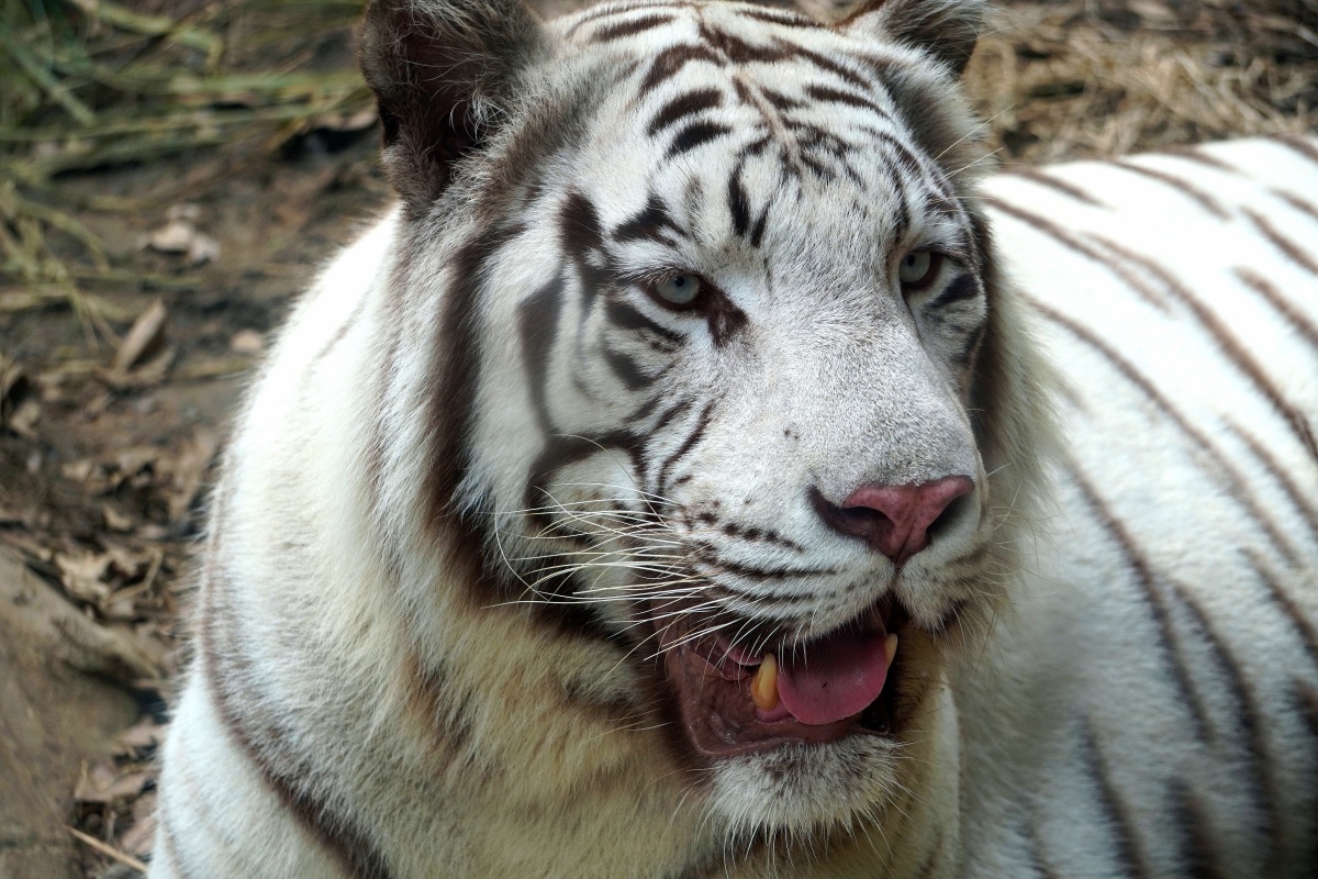 白虎- 摄影师163244506788410