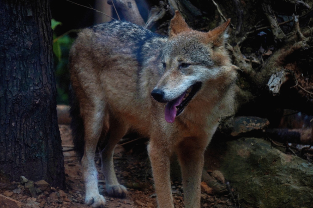 饿狼- 摄影师163244506788410 - 图虫