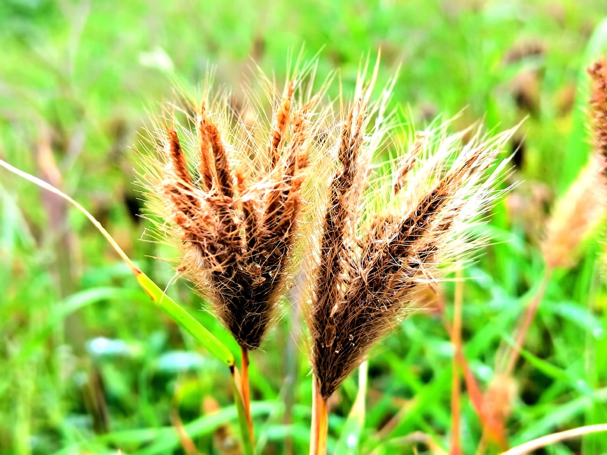 大蓟花残缺之美毛笔草