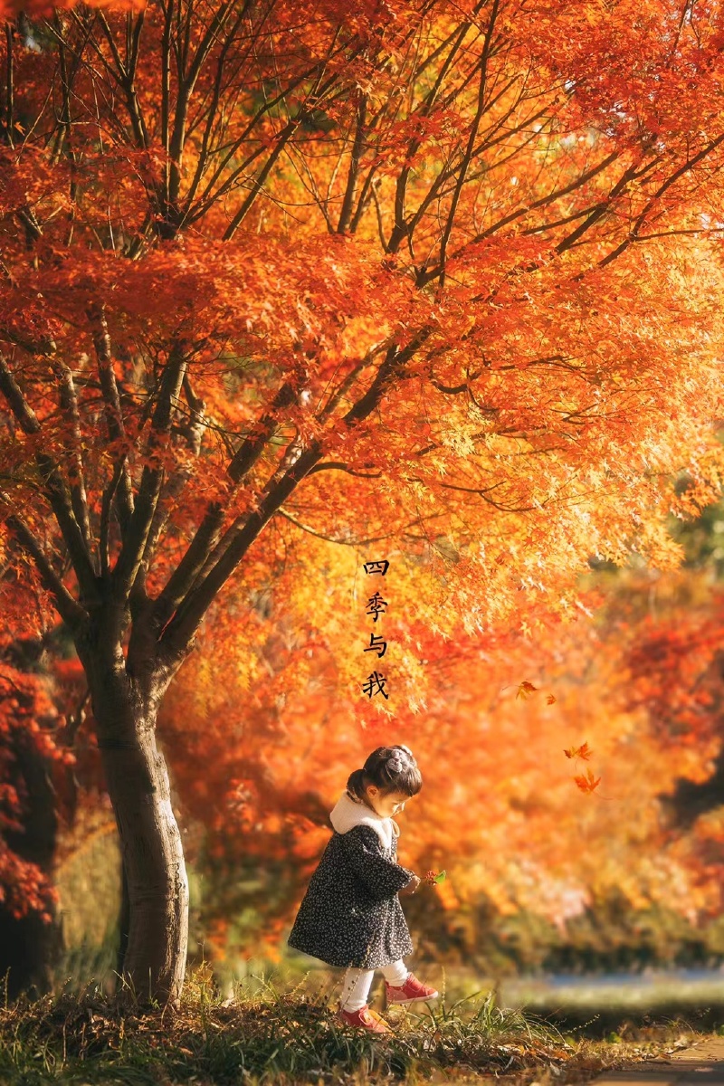 江浙沪又开始笼罩上了疫情的阴影只有枫叶和孩子还不知情红得那么美笑