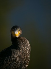 152045