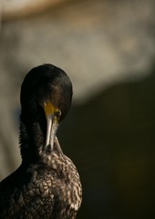 152046