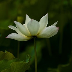 C5A85FA5-6092-4955-8B6C-01BA4C533CA0/L0/001