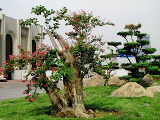 DIMG_3477.JPG