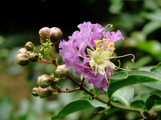 DIMG_6321紫薇.JPG