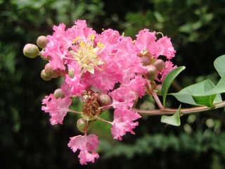 DIMG_6322紫薇.JPG