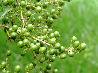 DIMG_6481.JPG