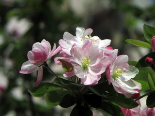 IMG_0798.jpg