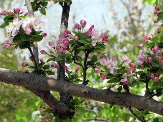 IMG_0870.jpg