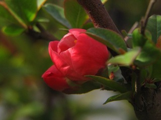 DIMG_0588.jpg