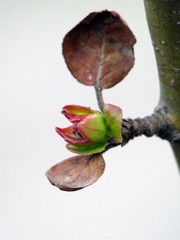 DIMG_1105.jpg
