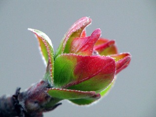 DIMG_1108.jpg