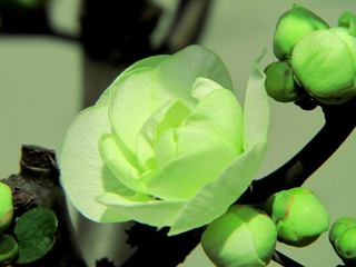 DIMG_1280.jpg