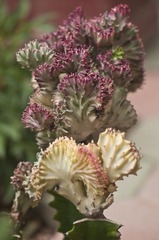 DSC_5294.jpg