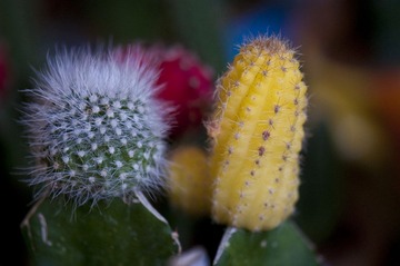 DSC_6758.jpg