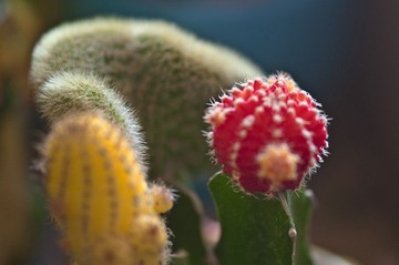 DSC_6762.jpg