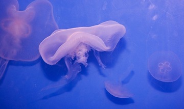 DSC_11845.jpg
