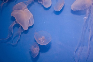 DSC_11846.jpg