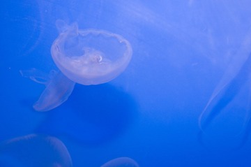 DSC_11847.jpg