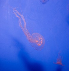 DSC_11838.jpg