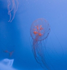 DSC_11829.jpg