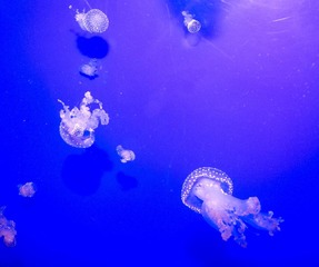 DSC_11830.jpg