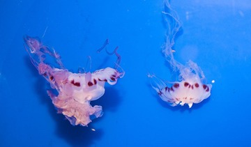 DSC_11825.jpg