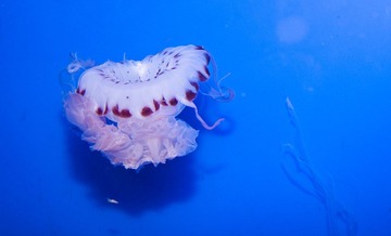 DSC_11826.jpg
