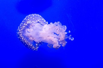 DSC_11831.jpg
