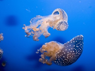 DSC_11834.jpg