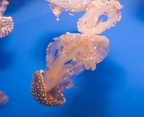 DSC_11835.jpg