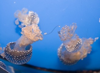 DSC_11837.jpg