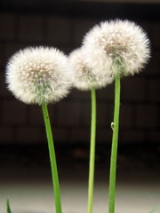 DIMG_1086