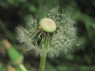 DIMG_1401