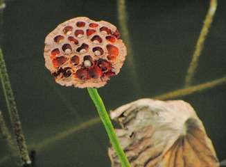 DIMG_5395