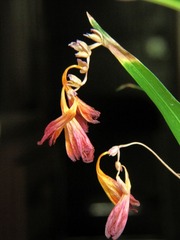 DIMG_1492