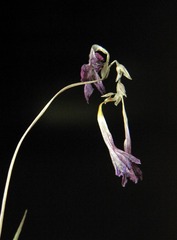 DIMG_1498