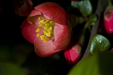 _DSC1100